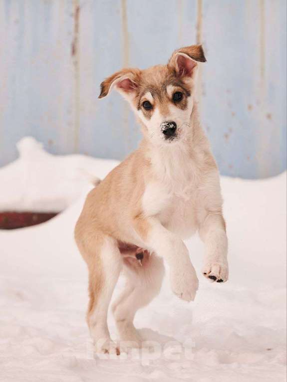 Собаки в других городах Московской области: Анри якутенок Мальчик, Бесплатно - фото 3