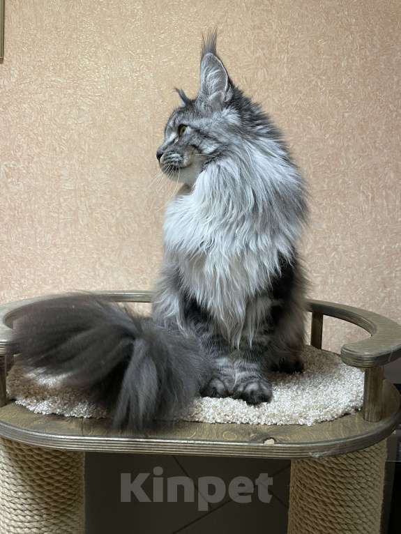 Кошки в Артеме: Кошка порода мейн кун  Девочка, 50 000 руб. - фото 4