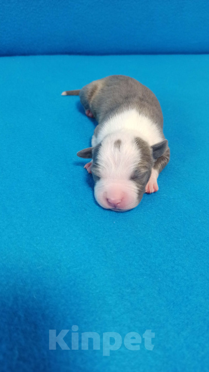 Собаки в Санкт-Петербурге: Кобель3 Мальчик, Бесплатно - фото 1