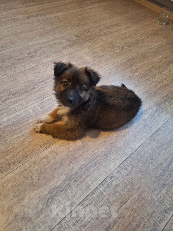 Собаки в Ростове-на-Дону: Щенок в добрые руки Мальчик, Бесплатно - фото 2