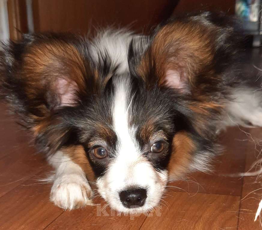 Собаки в Москве: Папийон мальчик Мальчик, 30 000 руб. - фото 1