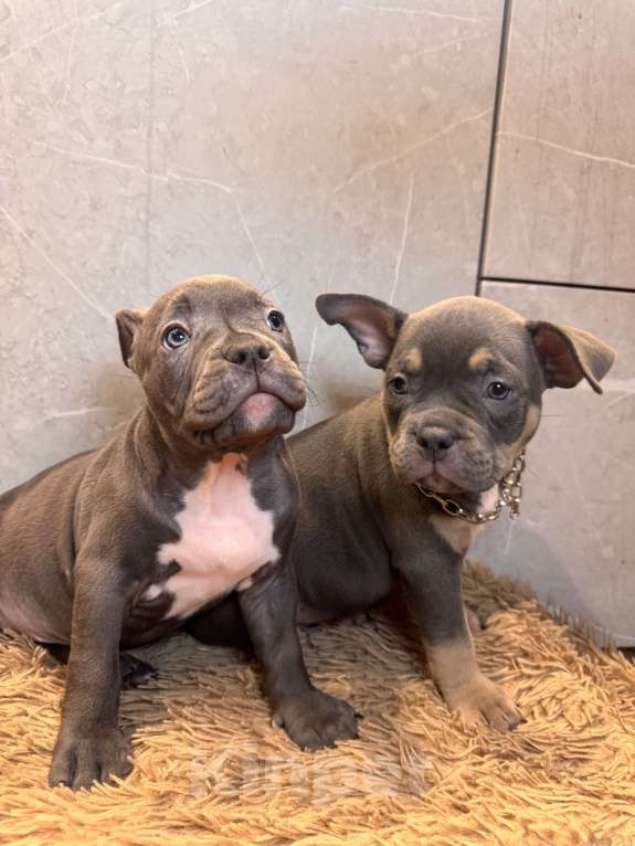 Собаки в Сургуте: Щенки  Мальчик, 45 000 руб. - фото 6