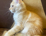 Кошки в Зеленограде: Мейн-кун красное серебро Мальчик, Бесплатно - фото 4