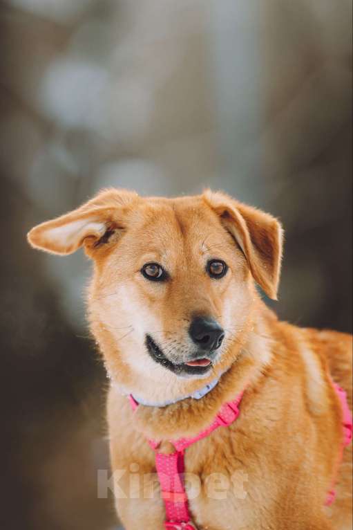 Собаки в Москве: Нежная собака Фаня ищет дом Девочка, Бесплатно - фото 1