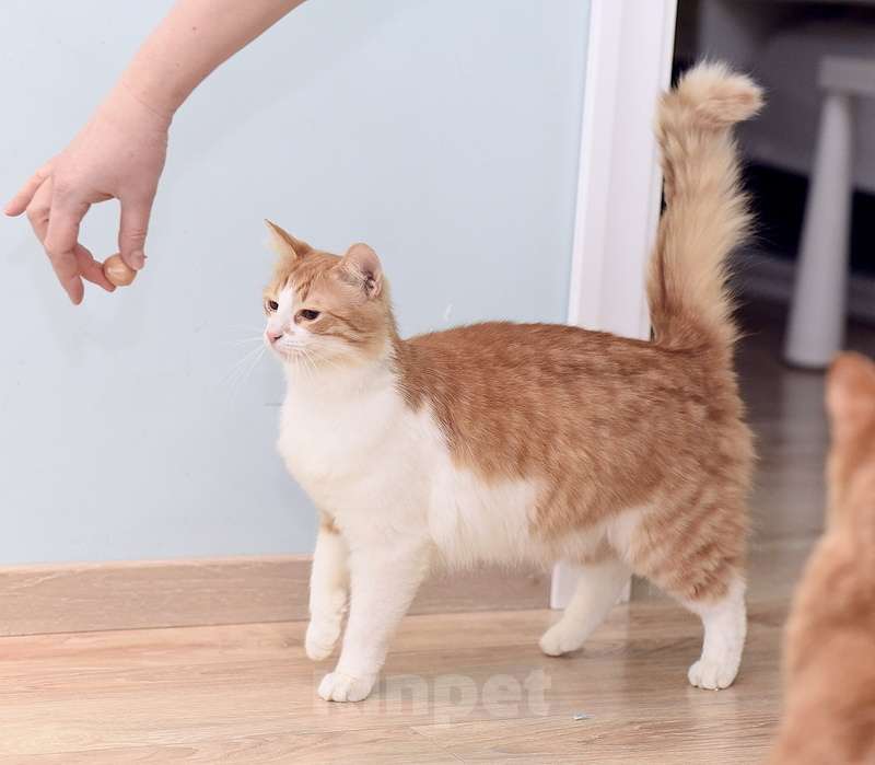 Кошки в Москве: Шилопопый рыжий кот Шустрик ищет дом Мальчик, Бесплатно - фото 2