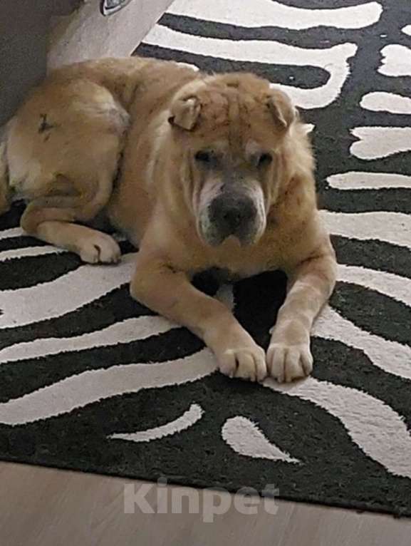 Собаки в Воронеже: Шарпей в добрые руки  Мальчик, Бесплатно - фото 2