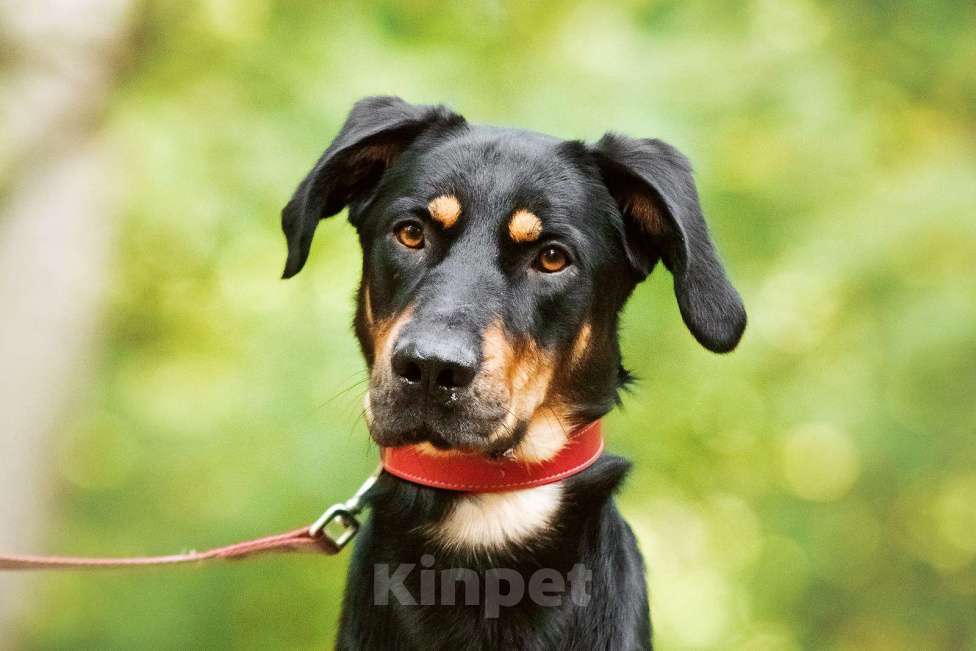 Собаки в Москве: Метис добермана. Громушка обожает людей Мальчик, Бесплатно - фото 2