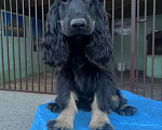 Собаки в других городах Ставропольского края: Английский Кокер спаниель  Мальчик, Бесплатно - фото 2