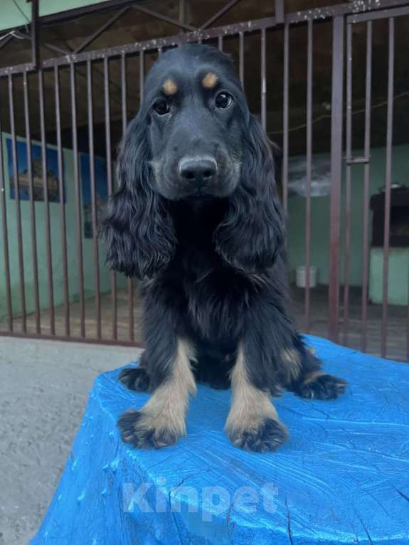 Собаки в других городах Ставропольского края: Английский Кокер спаниель  Мальчик, Бесплатно - фото 2