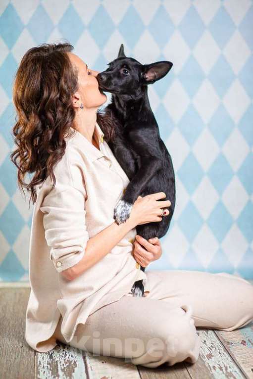 Собаки в Москве: Самый добрый щенок Лазарус — жертва жестокого обращения Мальчик, 1 руб. - фото 7