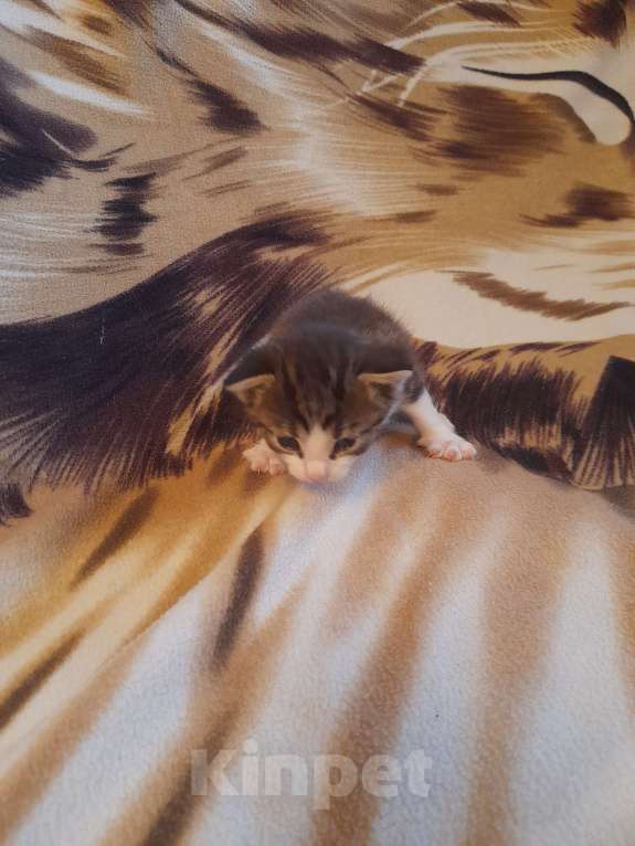 Кошки в Санкт-Петербурге: Котенок-мальчик Мальчик, Бесплатно - фото 2