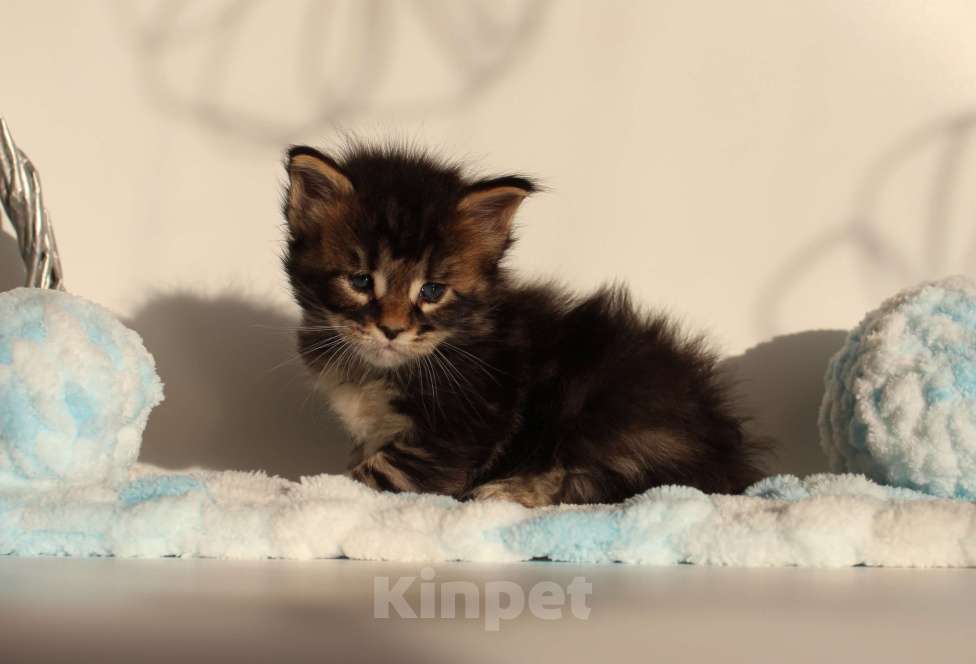 Кошки в Екатеринбурге: Котёнок мейн-кун Кабалерон Мальчик, 70 000 руб. - фото 6