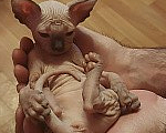 Кошки в Москве: Котенок свинкс Мальчик, 20 000 руб. - фото 5