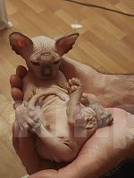 Кошки в Москве: Котенок свинкс Мальчик, 20 000 руб. - фото 5