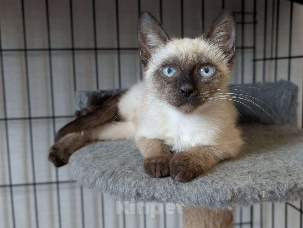 Кошки в Жуковском: Котенок мальчик в добрые руки Мальчик, Бесплатно - фото 8