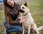 Собаки в Москве: Гвен, 2 года - собака-компаньон Девочка, Бесплатно - фото 9
