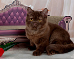 Кошки в Санкт-Петербурге: Британский котик вкусного окраса шоколад Мальчик, 45 000 руб. - фото 8
