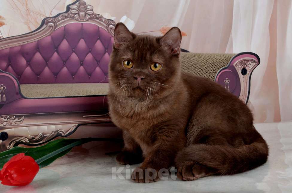 Кошки в Санкт-Петербурге: Британский котик вкусного окраса шоколад Мальчик, 45 000 руб. - фото 8
