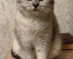 Кошки в Москве: Шотландский кот на вязку Мальчик, 2 000 руб. - фото 1