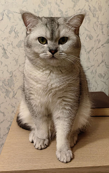 Объявление: Шотландский кот на вязку, 2 000 руб., Москва