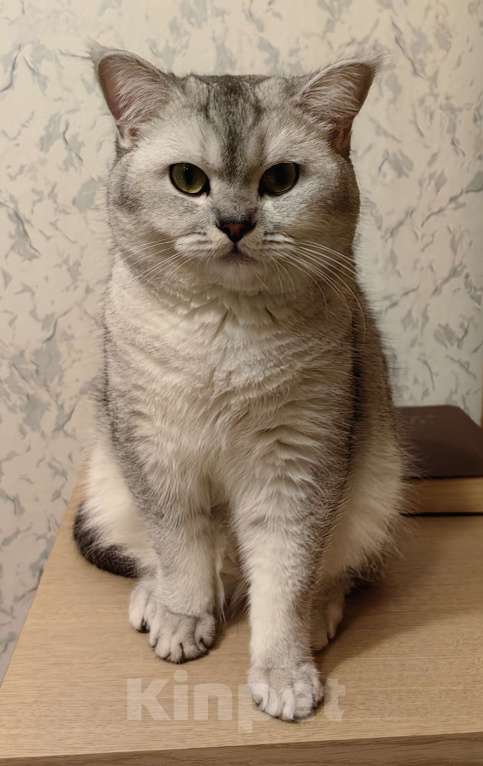 Кошки в Москве: Шотландский кот на вязку Мальчик, 2 000 руб. - фото 1