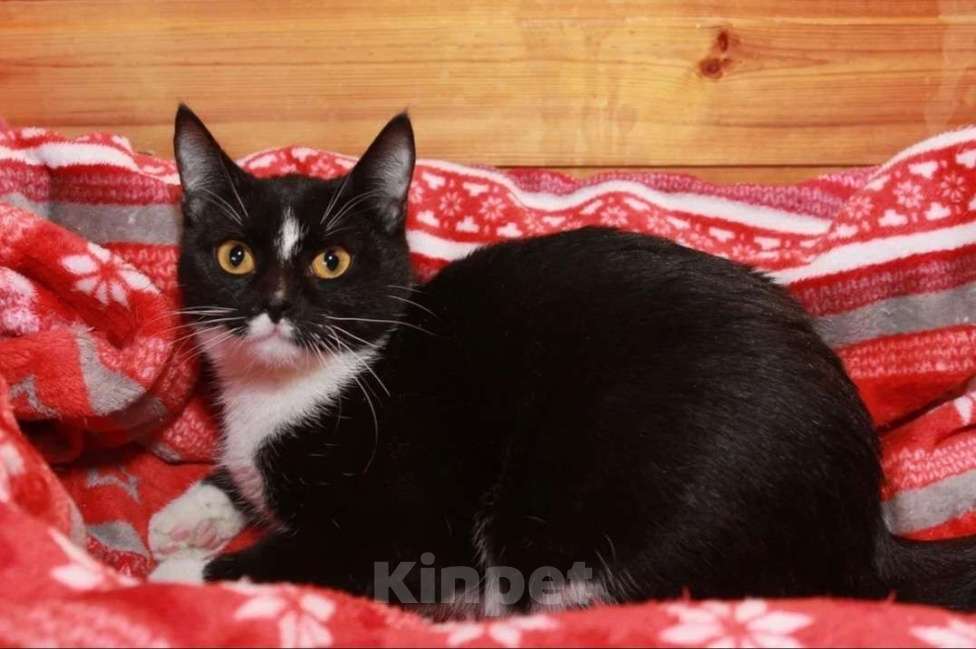 Кошки в Калуге: Юнона, молодая кошечка в добрые руки. Девочка, Бесплатно - фото 2