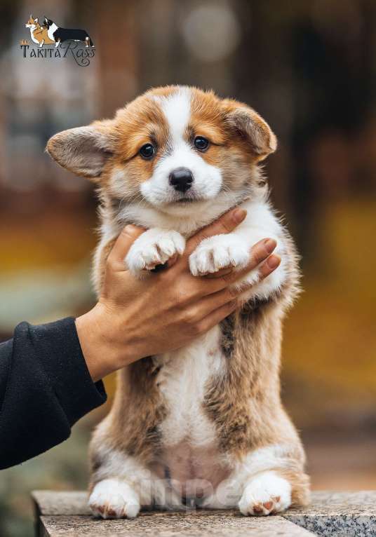 Собаки в Кингисеппе: Красотка Девочка, 70 000 руб. - фото 4