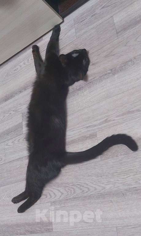 Кошки в Новосибирске: В добрые руки Девочка, Бесплатно - фото 1