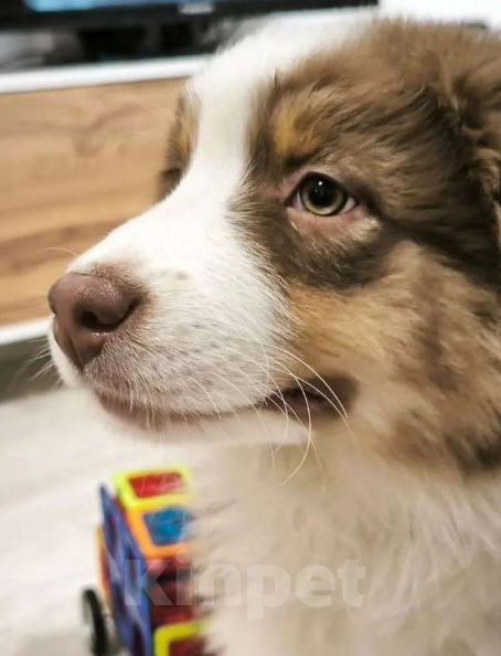 Собаки в Краснотурьинске: Девочка австралийской овчарки окраса красный триколор, др 29.08.25. Девочка, 60 000 руб. - фото 3