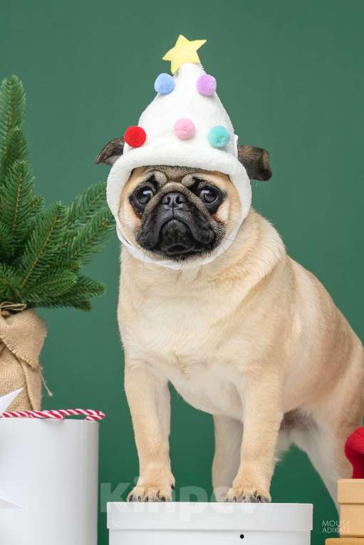 Собаки в Ижевске: Мопсы Девочка, 50 000 руб. - фото 4