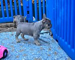 Собаки в Ставрополе: Голубоглазые  щенки французского бульдога (серые) Мальчик, Бесплатно - фото 8