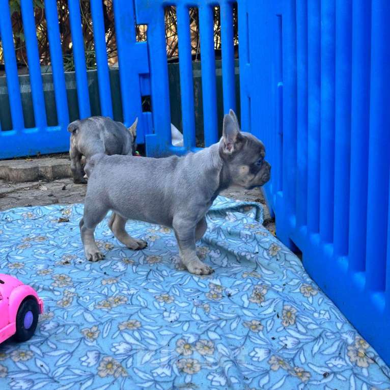 Собаки в Ставрополе: Голубоглазые  щенки французского бульдога (серые) Мальчик, Бесплатно - фото 8