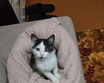 Кошки в Воронеже: Потерялся котик возле ВАСО Мальчик, Бесплатно - фото 2