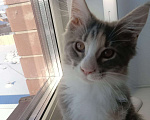 Кошки в Тамбове: Потерялась кошка в мкр."Солнечный" Девочка, Бесплатно - фото 1