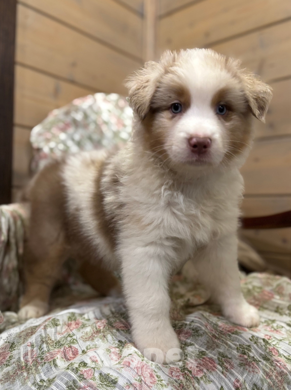 Собаки в Санкт-Петербурге: Австралийская овчарка щенки  Мальчик, 60 000 руб. - фото 7