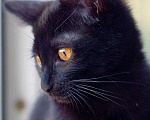 Кошки в Москве: Черный золотоглазый котенок Буся в дар Девочка, Бесплатно - фото 4