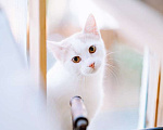 Кошки в Калининграде: Бело-рыжий котик Персик в дар Мальчик, Бесплатно - фото 5
