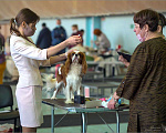 Собаки в Сызрани: Доступен для вязки, 20 000 руб. - фото 1