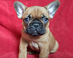 Собаки в Москве: Щенки французского бульдога Мальчик, 60 000 руб. - фото 1