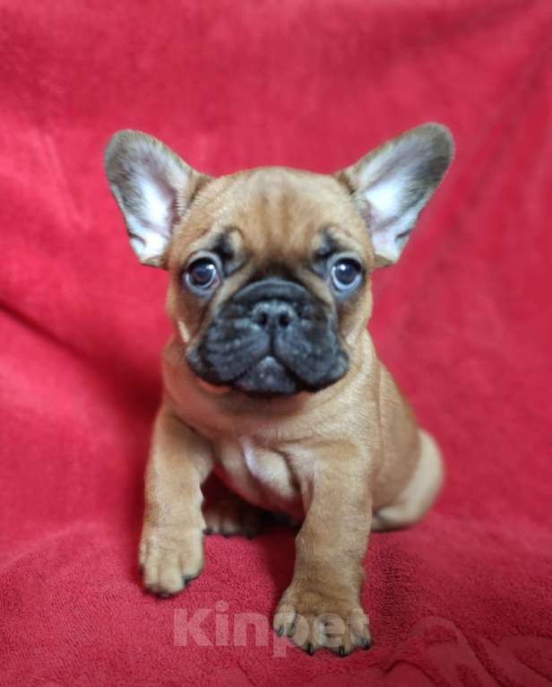 Собаки в Москве: Щенки французского бульдога Мальчик, 60 000 руб. - фото 1