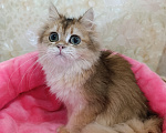 Кошки в Санкт-Петербурге: Золотой британский котик Мальчик, 9 000 руб. - фото 1