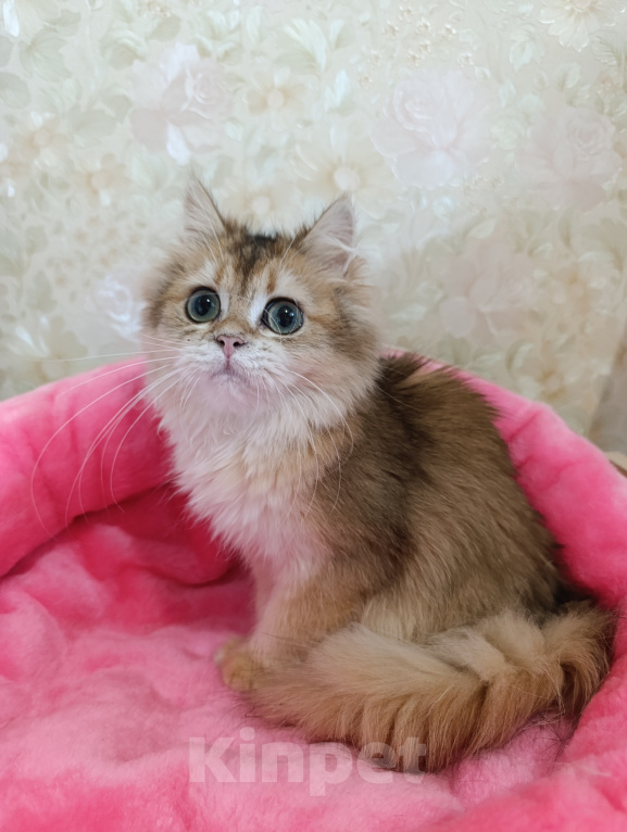 Кошки в Санкт-Петербурге: Золотой британский котик Мальчик, 9 000 руб. - фото 1
