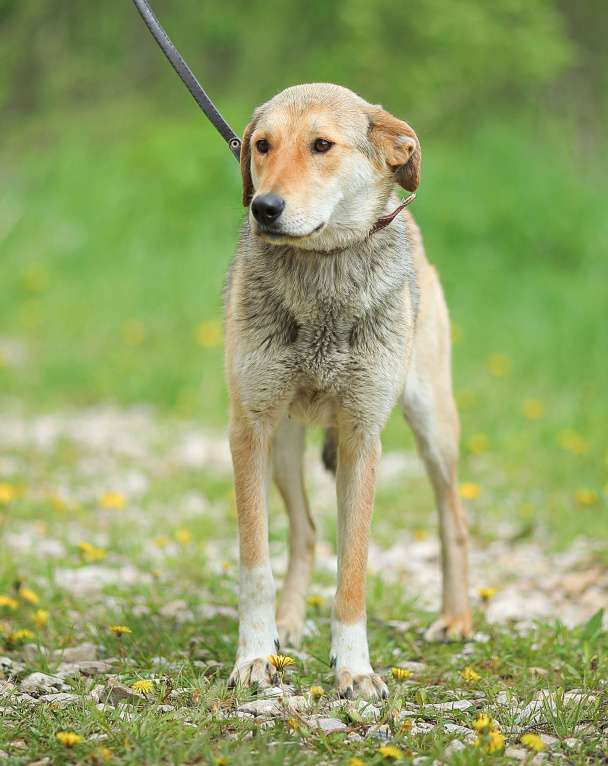 Собаки в Москве: Катрёна, метис гончей в приюте Девочка, Бесплатно - фото 4