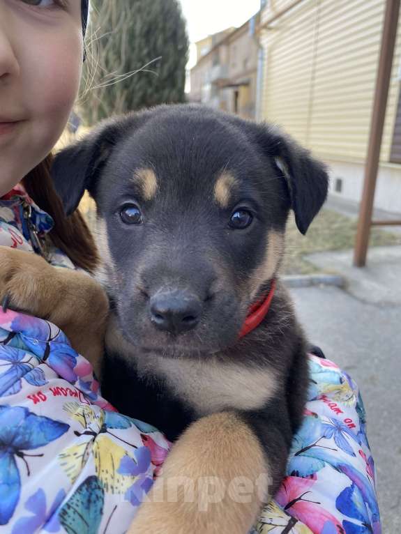 Собаки в Туле: Щенки в добрые руки , помогите малышам найти дом  Мальчик, Бесплатно - фото 4