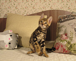 Кошки в Краснодаре: Шёлковая мраморная бенгалочка для души и в разведение Девочка, 15 000 руб. - фото 8
