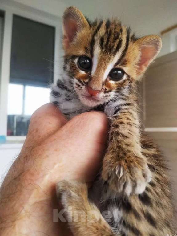 Кошки в Москве: Азиатский леопардовый кот Мальчик, Бесплатно - фото 2