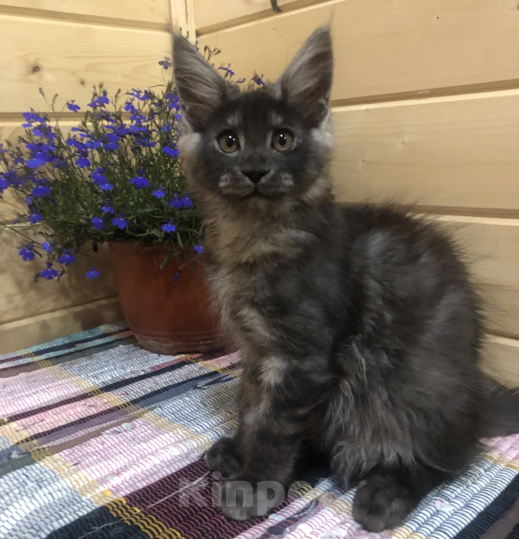 Кошки в Санкт-Петербурге: Котик мейн кун чёрный дымный Мальчик, 50 000 руб. - фото 3