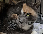 Кошки в Санкт-Петербурге: Торти ищет дом Девочка, Бесплатно - фото 1