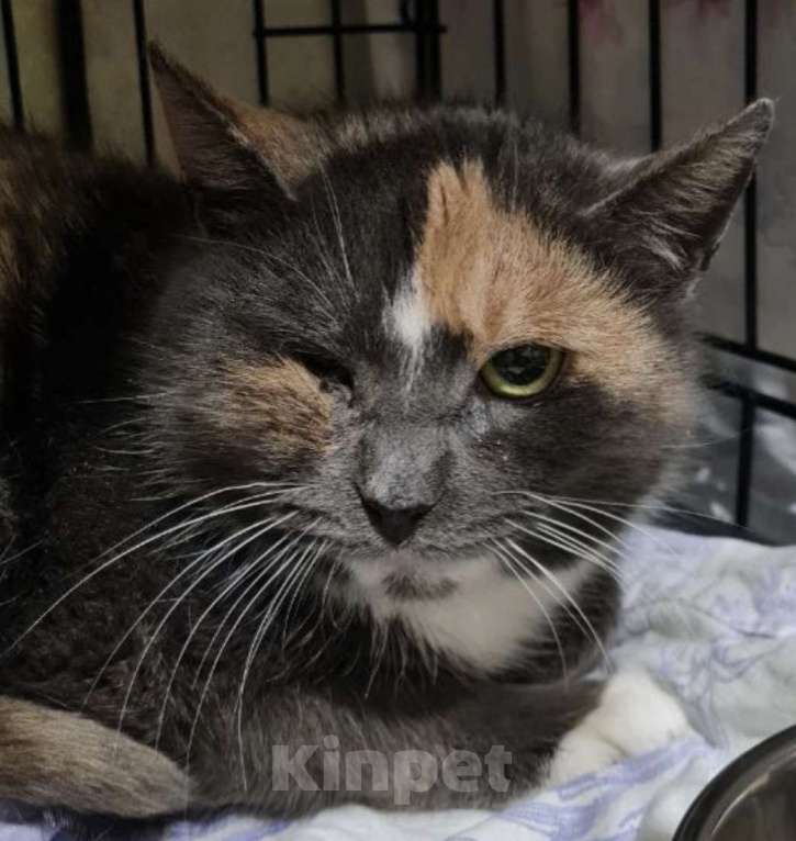 Кошки в Санкт-Петербурге: Торти ищет дом Девочка, Бесплатно - фото 1