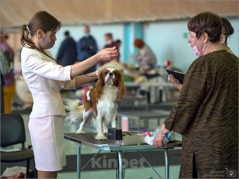 Собаки в Сызрани: Доступен для вязки, 20 000 руб. - фото 1